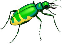 TBEETLE.WMF