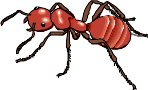 Red_ant.wmf