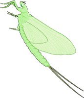 MAYFLY.WMF