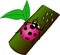 Ladybug2.wmf