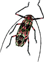 H_beetle.wmf