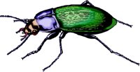 G_beetle.wmf