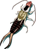 EARWIG.WMF