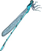 DAMSEL.WMF