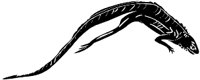 lizard01.WMF
