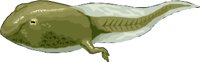 TADPOLE.WMF