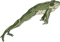 BULLFROG.WMF