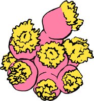 CUPCORAL.WMF