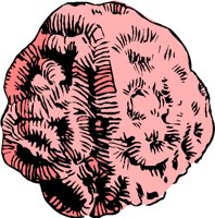 CORAL1.WMF