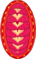 CHITON.WMF