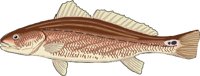 CHANNELB.WMF