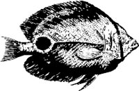 CC000559.WMF