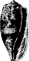 CC000515.WMF