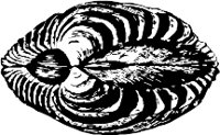 CC000510.WMF