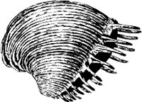 CC000507.WMF