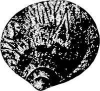 CC000506.WMF