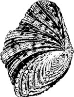 CC000500.WMF