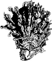 CC000498.WMF