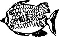 CC000459.WMF