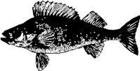 CC000283.WMF