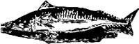 CC000281.WMF