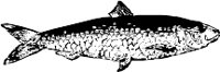 CC000280.WMF