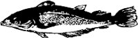 CC000279.WMF