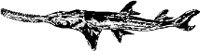 CC000115.WMF