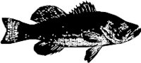 CC000112.WMF