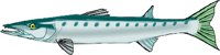 BARRACUD.WMF