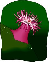 Anemone2.wmf
