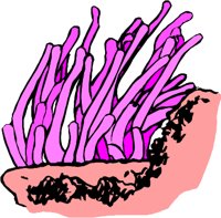 ANEMONE.WMF