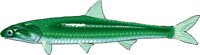 ANCHOVY.WMF
