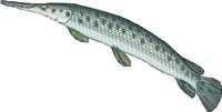 GAR.WMF