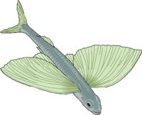 FLYFISH.WMF