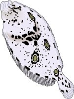 FLOUNDER.WMF