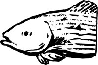 FISH027.WMF