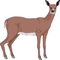 Deer5.wmf
