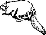 Beaver1.WMF