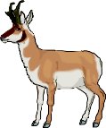 ANTELOPE.WMF