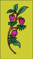 plant279.WMF