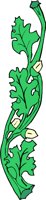 plant255.WMF