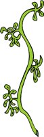 plant084.WMF