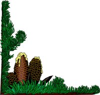 SPRUCE.WMF