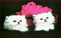 2CATS04.GIF