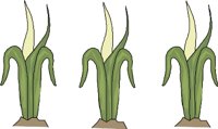 CORN2.WMF