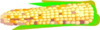 CORN1.WMF
