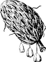 CC000533.WMF