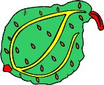 gourd.WMF