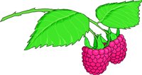 Raspber5.wmf
